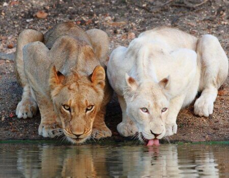 wta_2469_Timbavati-9