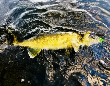wta_2488_walleye3