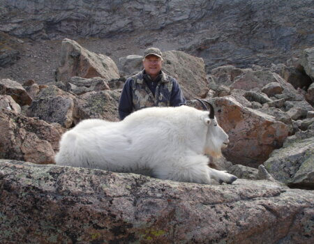 Colorado Mountain Goat