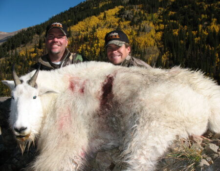 Colorado Mountain Goat