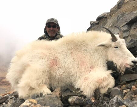 Colorado Mountain Goat