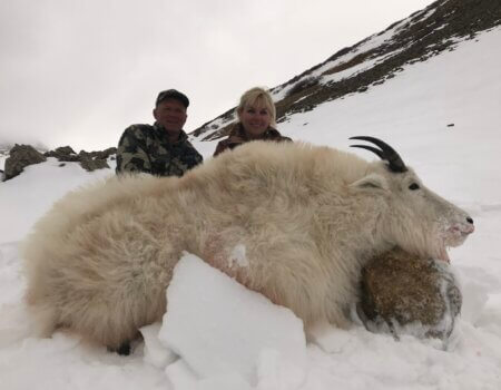 Colorado Mountain Goat