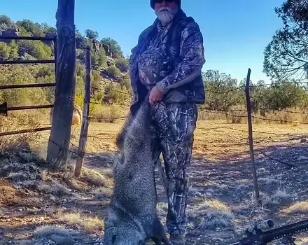 Southern Arizona Javelina