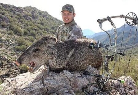 Southern Arizona Javelina