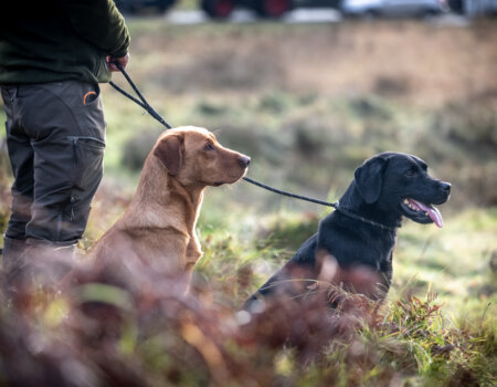 wta_2502_2238_Ireland Stag SOA 25_Photos_Nick Trehearne_LR Select-111