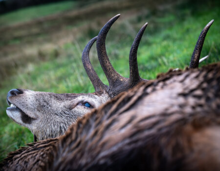 wta_2502_2238_Ireland Stag SOA 25_Photos_Nick Trehearne_LR Select-349