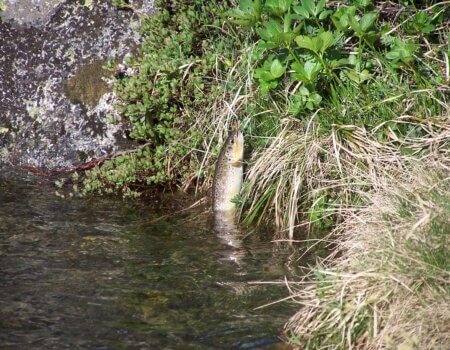 wta_2511_Espingo 05-2005 062