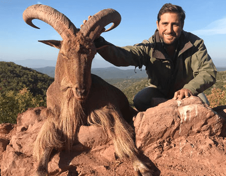 wta_2534_Barbary Sheep all animals