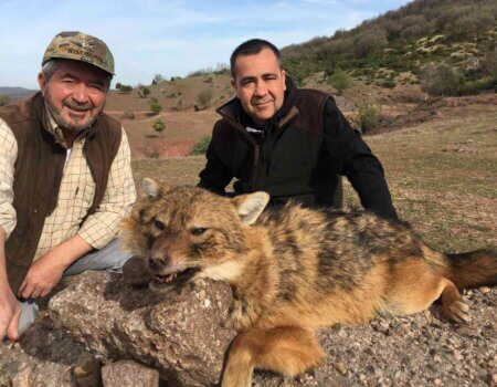 wta_2534_Golden Jackal Macedonia