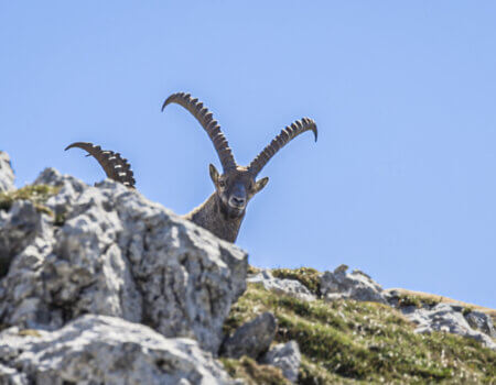 wta_2535_Ibex