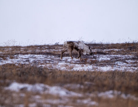 wta_2720_2026.03.07.100251-Greenland-7S309699-EDIT