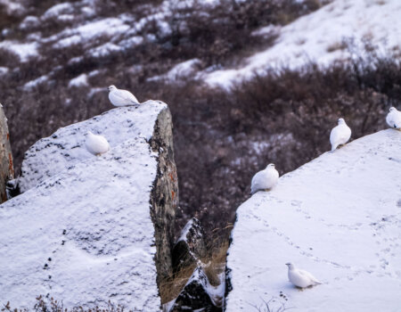 wta_2720_2026.03.07.103707-Greenland-7S309705-EDIT