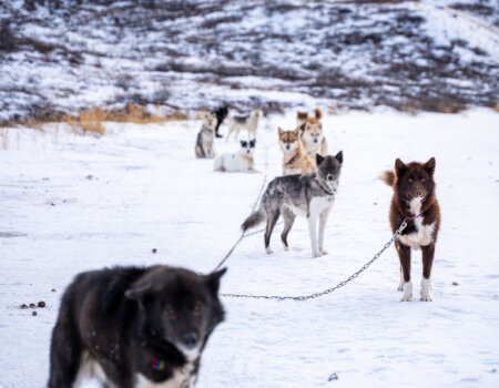 wta_2720_2026.03.07.105336-Greenland-DS109839-EDIT