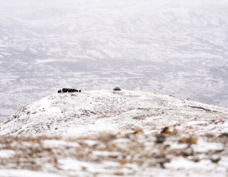 wta_2720_2026.03.07.131845-Greenland-DS209859-EDIT