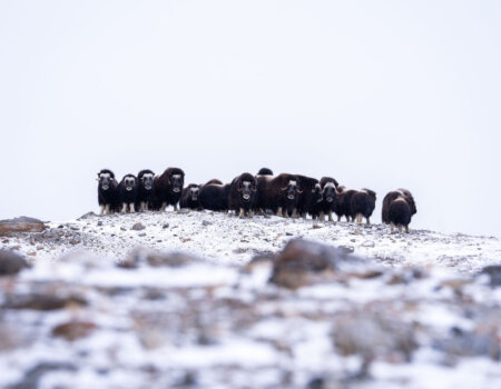 wta_2720_2026.03.07.143741-Greenland-DS209863-EDIT
