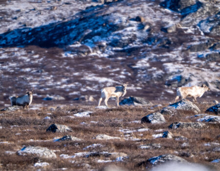 wta_2720_2026.03.08.151831-Greenland-7S309783-EDIT
