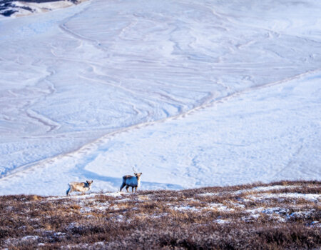 wta_2720_2026.03.09.141247-Greenland-DS209986-EDIT