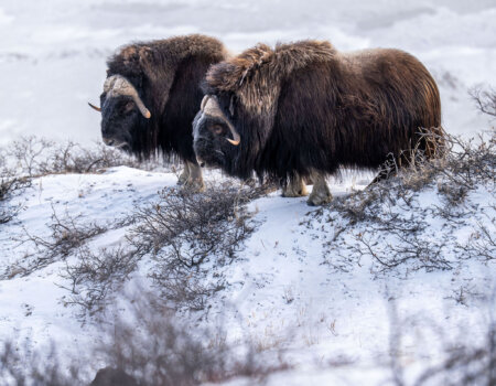 wta_2720_2026.03.09.174926-Greenland-DS200077-EDIT