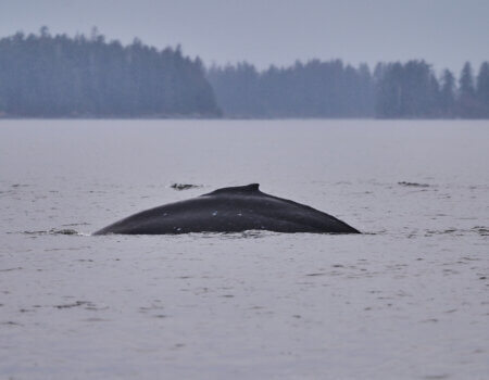 wta_2548_Humpback Whale