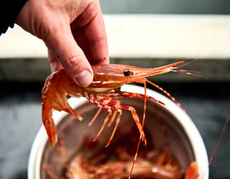 wta_2548_Shrimp