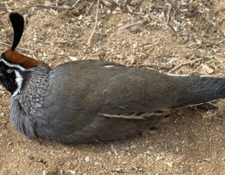wta_2552_Photo 9 Quail