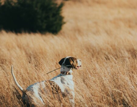 wta_2563_Dog Point