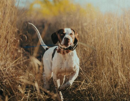 wta_2563_Point Dog