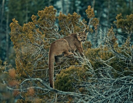 TREED-MountainLion-Still_1.75.2 (1)