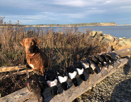 wta_2599_Dog Bay