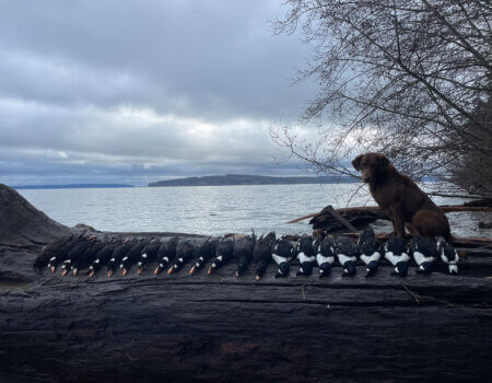 wta_2599_Dog ducks