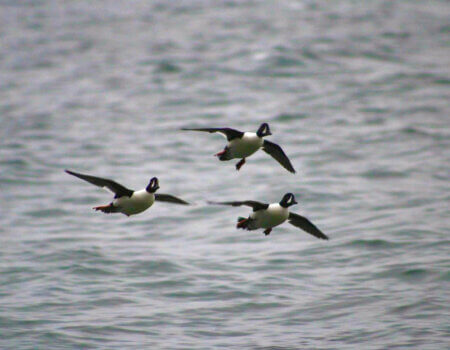 wta_2599_Three ducks
