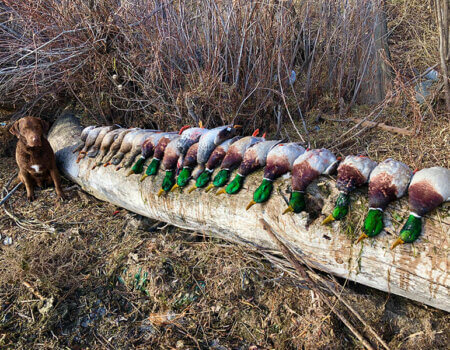 wta_2607_Green heads