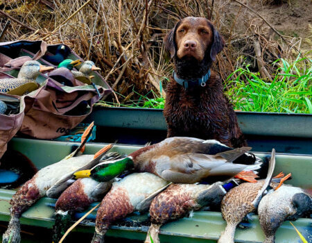 wta_2607_Mallard dog