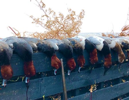 wta_2607_Shore divers