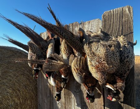 wta_2612_Pheasant Wall