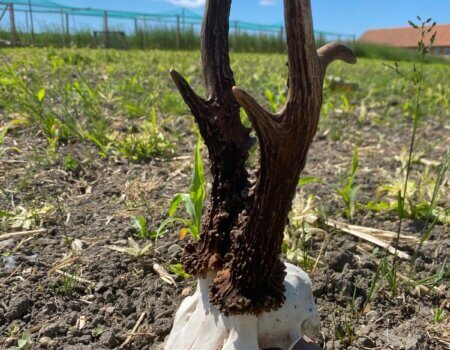 wta_2615_a3205385-6950-46a8-a697-a38d10742c32