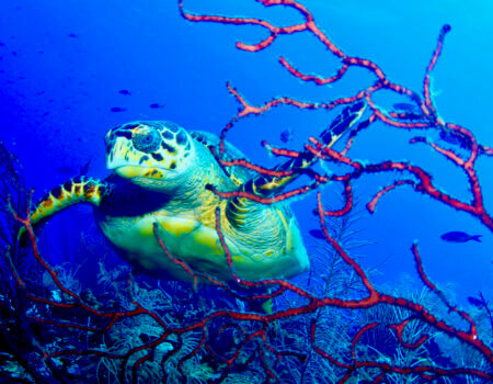 wta_2625_B925B9E4-7C4C-42B5-9241-8A986569F99B