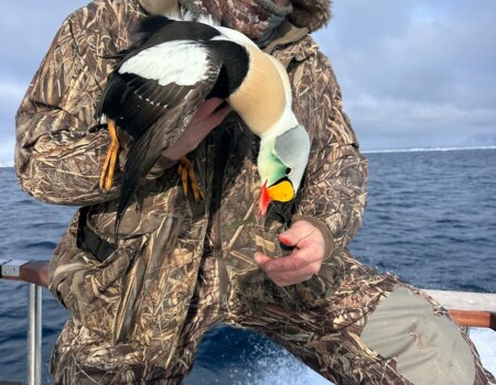 wta_2631_GR n Eiders (11)