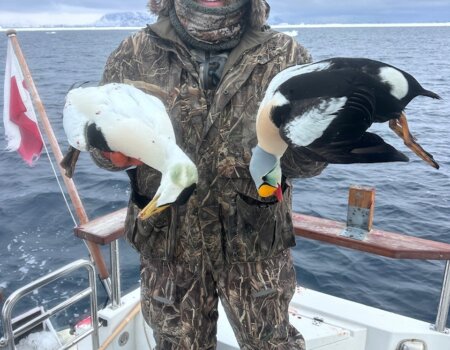 wta_2631_GR n Eiders (8)