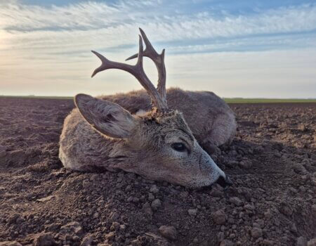 wta_2662_Roe Deer Serbia 2024 2
