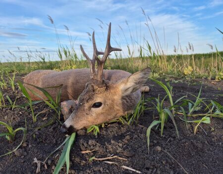 wta_2662_Roe Deer Serbia 2024
