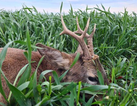 wta_2662_Roe Deer in Serbia 2024