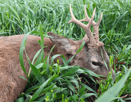 wta_2662_Roe deer 32 (2)