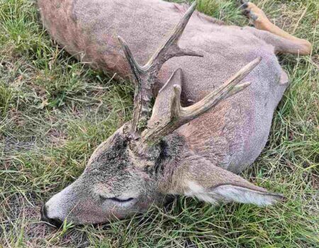wta_2662_Serbia Roe Deer 2
