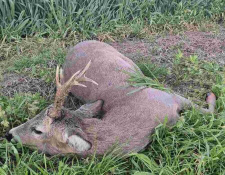 wta_2662_Serbia roe deer