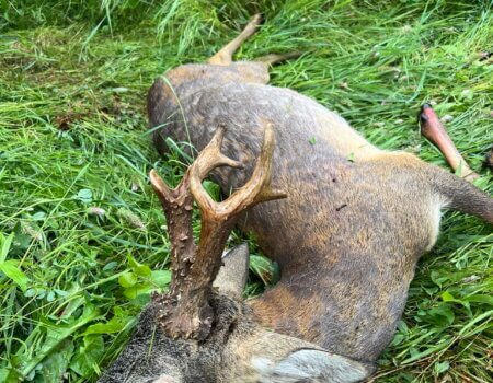 wta_2663_Giant Roe deer Macedonia