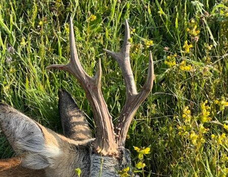 wta_2663_MK Roe deer 2