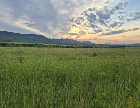 wta_2663_Macedonia Roe Deer terrain 1
