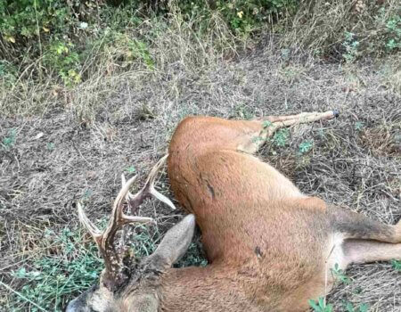 wta_2663_Roe Deer Macedonia 2