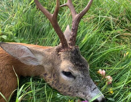 wta_2663_Roe Deer Macedonia 5